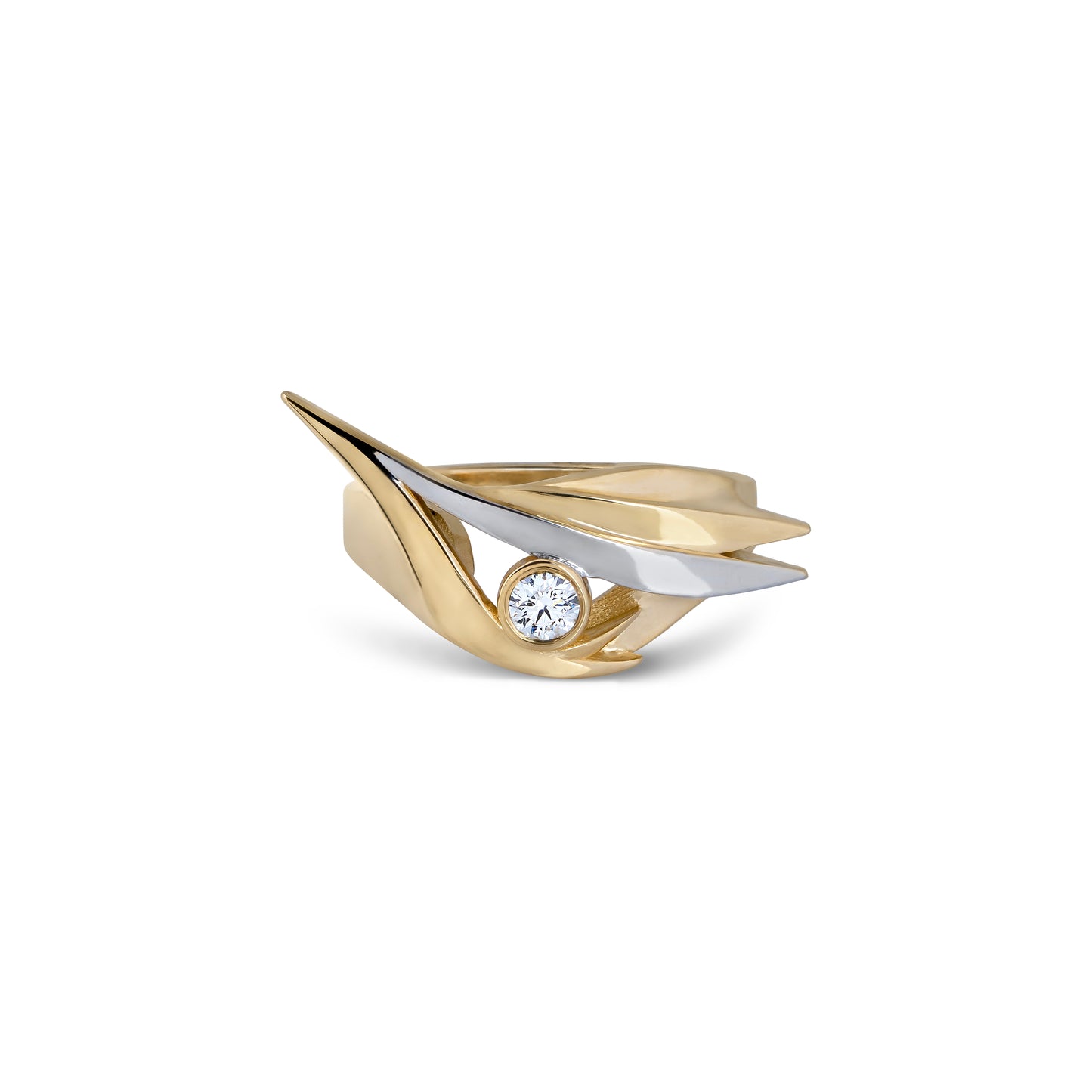 Arctic Tern Ring